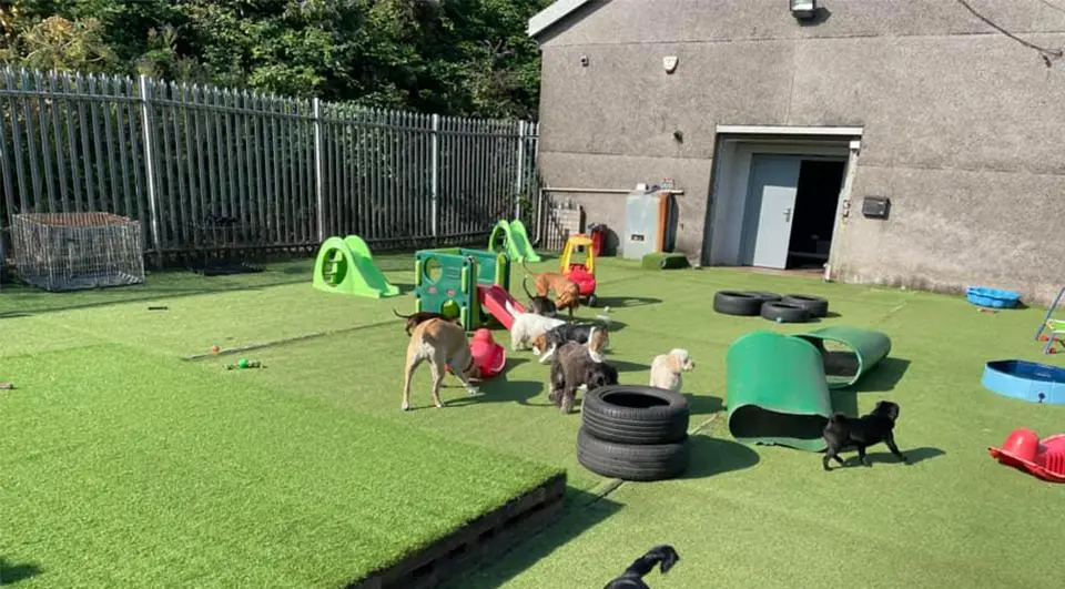 Heras Fence Covers for Yappie Dayz 2 An outdoor dog daycare yard with artificial grass, play tunnels, and several dogs, surrounded by a bare, industrial grey steel palisade fence.
