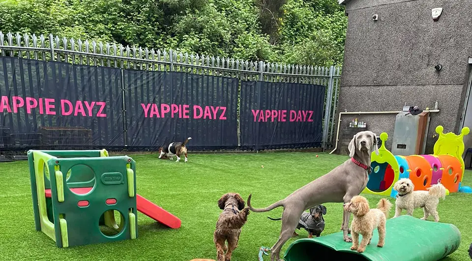 Heras Fence Covers for Yappie Dayz 3 Several dogs playing on artificial grass in an outdoor daycare area featuring a palisade fence lined with black mesh Heras covers printed with the pink "YAPPIE DAYZ" logo.
