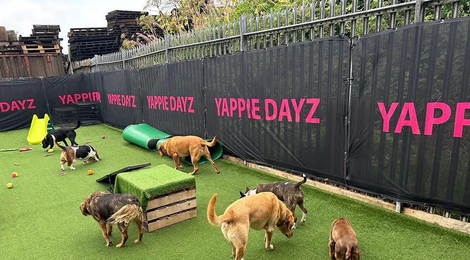 yappie-dayz-heras-fence-covers-2 A wide view of a dog daycare outdoor run filled with various breeds of dogs exploring toys and ramps, enclosed by a long perimeter of black Airmesh fence covers featuring recurring pink "YAPPIE DAYZ" branding.