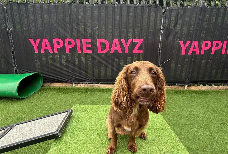 Heras Fence Covers for Yappie Dayz 1 A close-up shot of a happy brown Cocker Spaniel sitting on artificial grass, with a black and pink branded "YAPPIE DAYZ" Heras fence cover visible directly behind it.